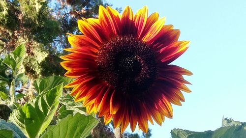 Close-up of coneflowers blooming against sky