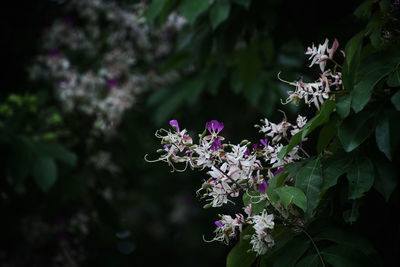 Close-up of purple flowering plant