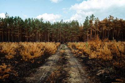 Dirt road amidst trees on field against sky