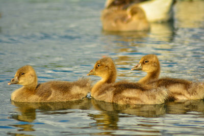 Baby geese swimming in lake