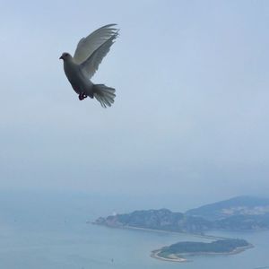 Low angle view of seagull flying over sea against sky