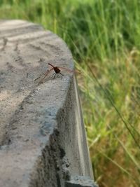 High angle view of insect