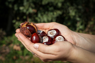 Close-up of hand holding berries