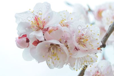 Close-up of white cherry blossom tree