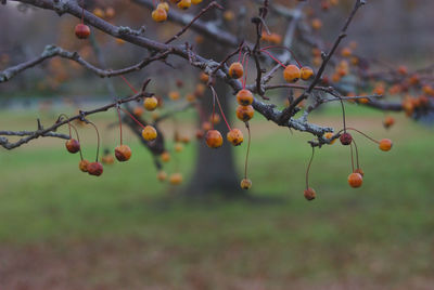 Close-up of berries growing on tree