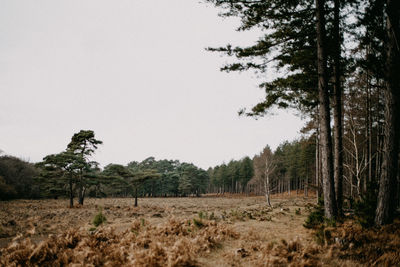 Trees on field against sky