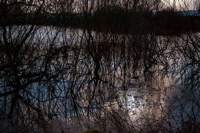 Bare trees in forest during winter