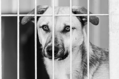 Portrait of dog in cage