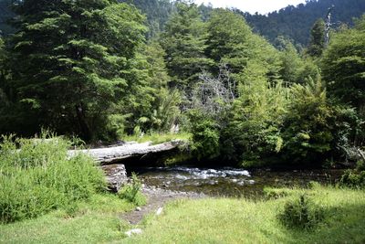 Scenic view of river in forest