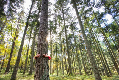 Person embracing tree trunk in forest