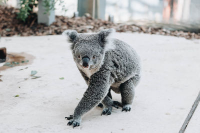 Close-up of an animal