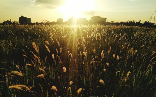 Wheat growing on field against sky