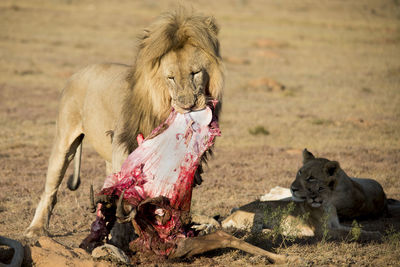 Lion family with meat on field