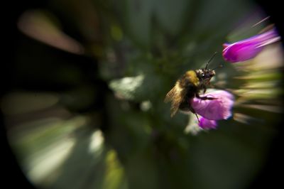 Close-up of bee pollinating on pink flower