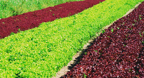 Fresh green field with red flowers