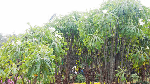 Close-up of fresh green plants against sky