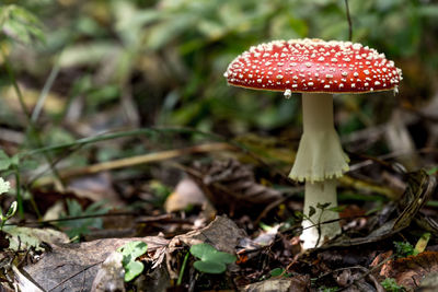 Close-up of fly agaric mushroom in forest