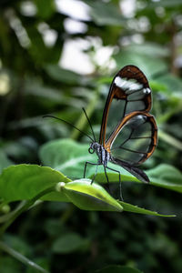 Close-up of butterfly on leaf