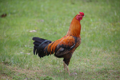 Close-up of rooster on land