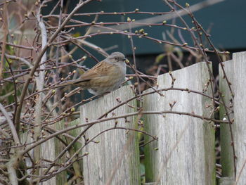 Close-up of bird perching on branch