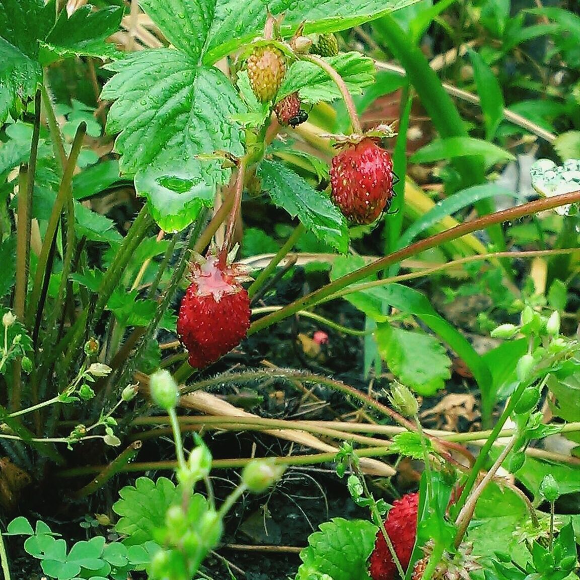 fruit, food and drink, growth, freshness, food, red, healthy eating, leaf, ripe, close-up, berry fruit, growing, green color, tree, nature, plant, focus on foreground, branch, strawberry, outdoors