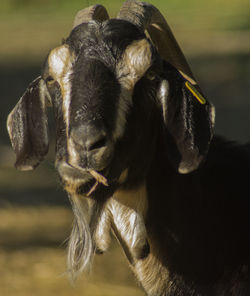 Close-up of cow