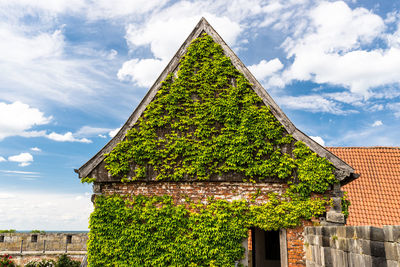 Green ivy is overgrown on an old building with red bricks on a background of blue sky with clouds.
