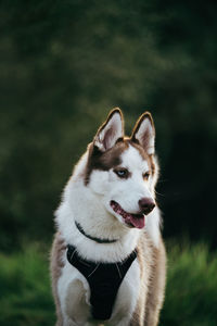 Husky dog looking away