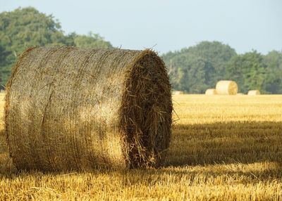 Hay bales on field