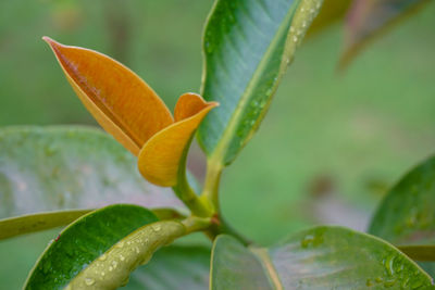 Close-up of green leaf on plant