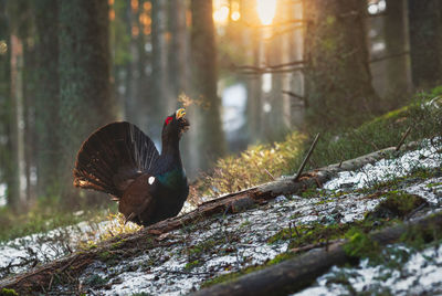 Capercaillie in the mating season from carpathian mountains, romania. wildlife photography of birds 