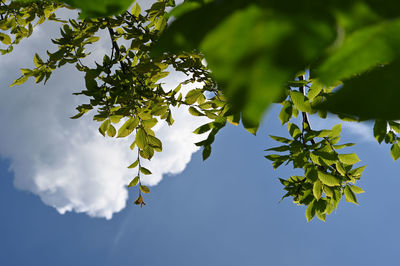 Low angle view of tree against sky