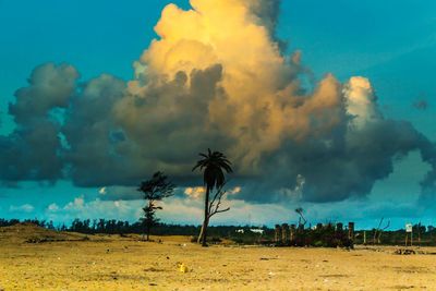 Palm trees on field against sky