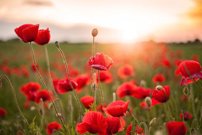 Red poppy blooming in field