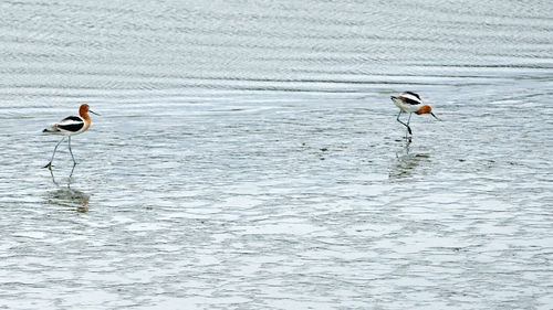 High angle view of gray heron perching on lake