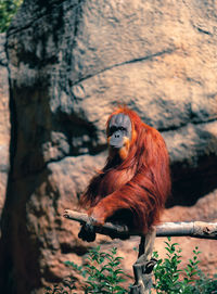 Monkey sitting on tree trunk