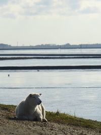 View of sheep on beach