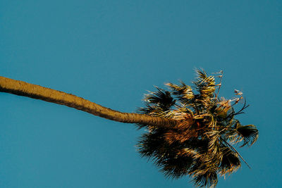 Low angle view of insect against clear blue sky