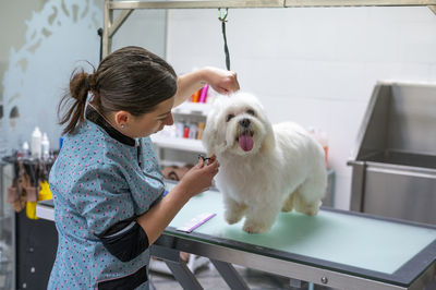 Woman groomer taking care of a small maltese dog on a grooming table 