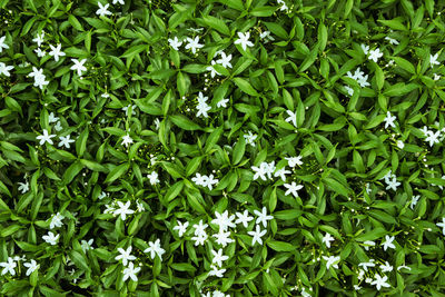 Full frame shot of green plants and white flowers