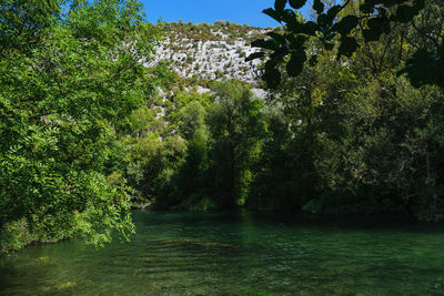 View of trees on landscape