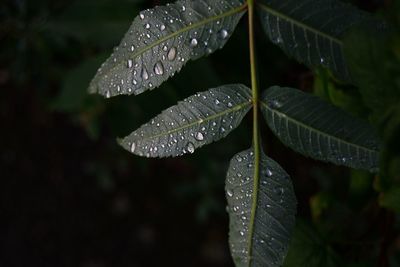 Close-up of raindrops on leaves