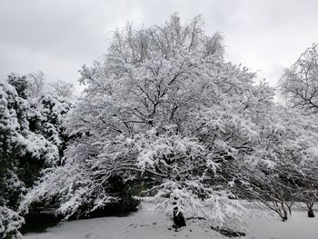 Snow covered trees against sky