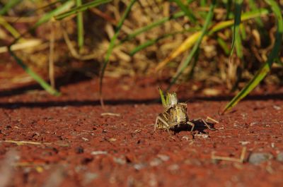 Close-up of insect on land