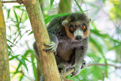 Portrait of monkey on branch