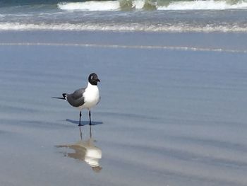 View of birds in water