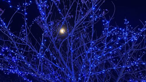 Low angle view of illuminated fireworks against sky at night