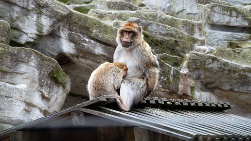 Ape, mother and child on a roof