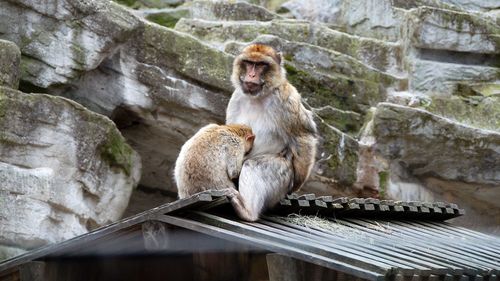 Monkey sitting on rock