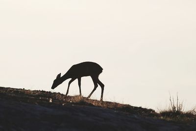 Side view of silhouette horse standing on field against sky